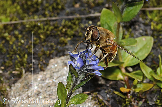 Photo: Eristalis tenax on Veronica alpina. Length 14mm. Male. View from side front.