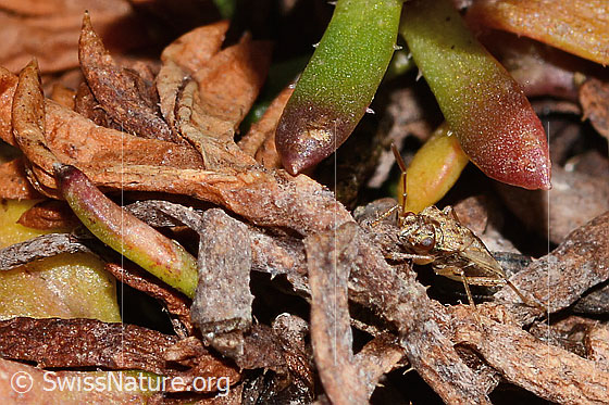 Photo: Probably Nysius cymoides. Length 4mm. View diagonally from the front.