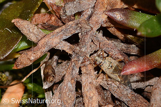 Photo: Probably Nysius cymoides. Length 4mm. View from above.