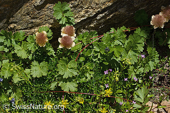 Photo: Geum reptans. Whole plant (habit). Höhe = 10cm.