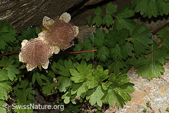 Photo: Geum reptans. Wilted blossoms and leaves.