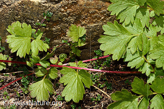 Photo: Geum reptans. Leaves and plant runners.