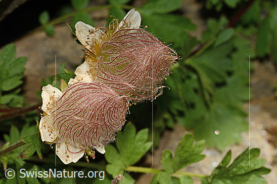 Photo: Geum reptans. Wilted blossoms.