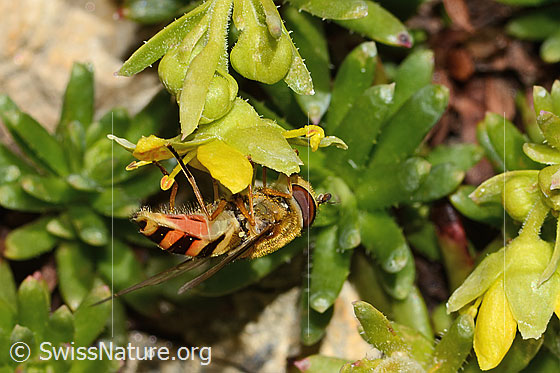 Photo: Syrphus ribesii on Saxifraga aizoides. Length 13mm. Female. View from the side.