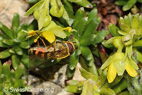 Foto: Grosse Schwebfliege (Syrphus ribesii) auf Bewimpertem Steinbrech (Saxifraga aizoides). Länge 13mm. Weibchen. Ansicht von der Seite.