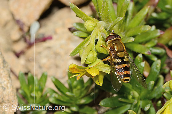 Photo: Syrphus ribesii on Saxifraga aizoides. Length 13mm. Female. View from above.