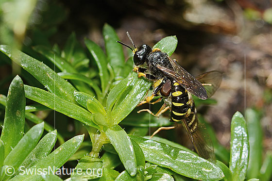 Photo: Probably Crabro peltatus with Eupeodes luniger). The wasp drags the fly to its brood cell. View from the side above.