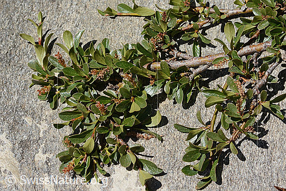 Photo: Salix retusa. Twigs with leaves.