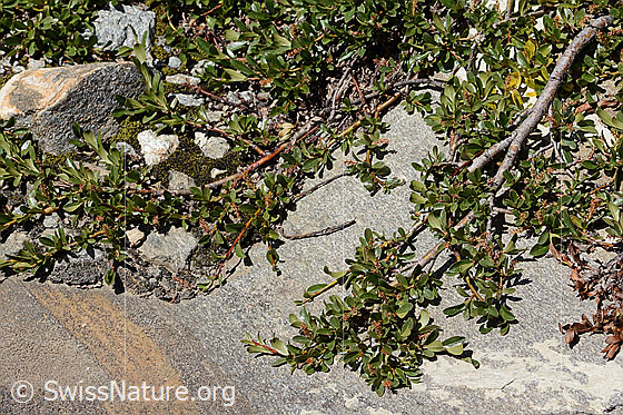 Photo: Salix retusa. Whole plant (habit).