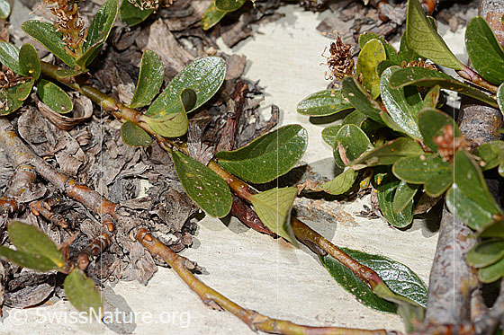 Photo: Salix retusa. Twigs lying on the rock.