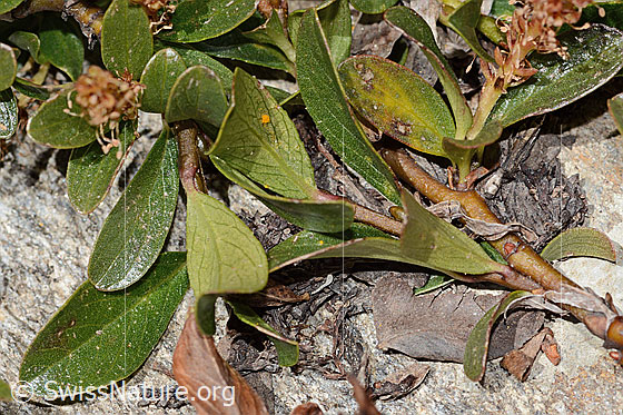 Photo: Salix retusa. Leaves. Leaf top and leaf underside.