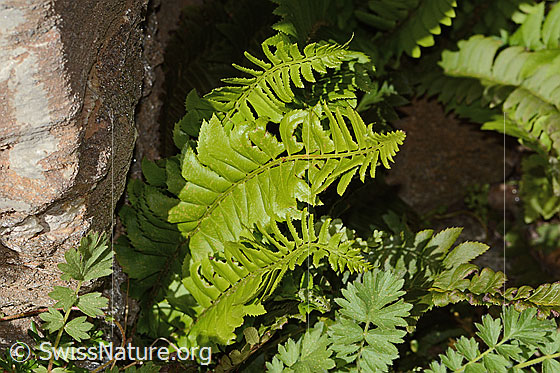 Photo: Polystichum lonchitis. Whole plant (habit).