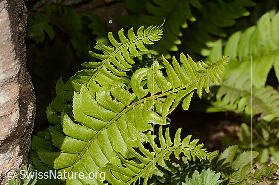 Photo: Polystichum lonchitis. Whole plant (habit).