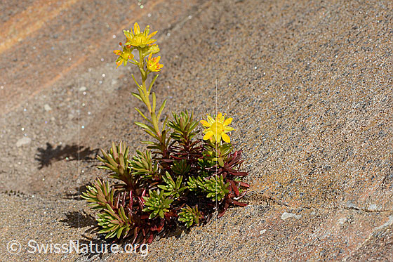 Photo: Saxifraga aizoides. Whole plant (habit).