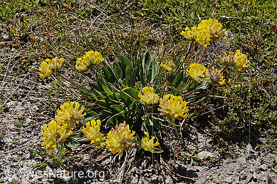 Photo: Anthyllis vulneraria ssp. alpestris. Whole plant (habit). Height = 10cm.