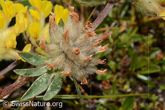 Photo: Anthyllis vulneraria ssp. alpestris. Wilted blossoms.