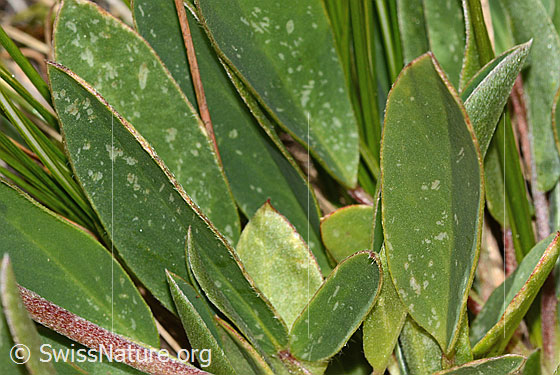 Photo: Anthyllis vulneraria ssp. alpestris. Leaves. Leaf top.