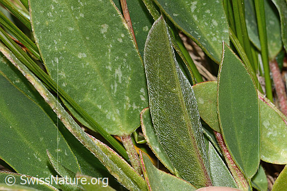 Photo: Anthyllis vulneraria ssp. alpestris. Leaves. Leaf underside.