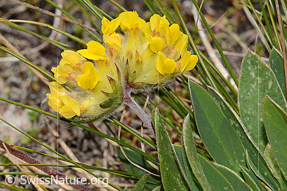 Photo: Anthyllis vulneraria ssp. alpestris. Blossoms, stem and leaves. View from the side.