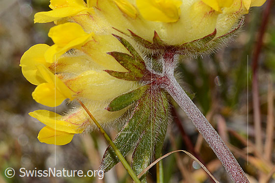 Photo: Anthyllis vulneraria ssp. alpestris. Blossoms, bracts and stem. View from diagonally below.