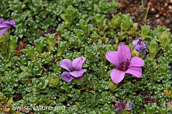 Photo: Saxifraga oppositifolia. Whole plant (habit).