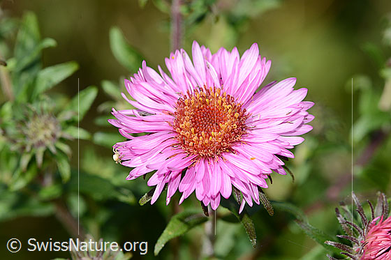 Photo: Aster novae-angliae. Blossom.