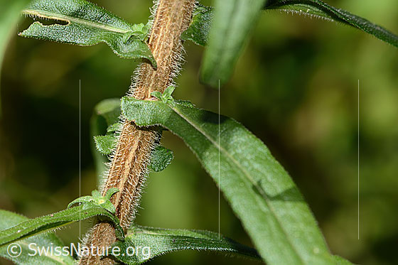 Photo: Aster novae-angliae. Stem and leaves.