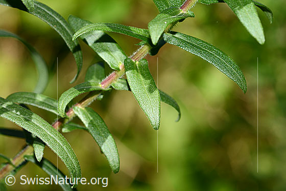 Photo: Aster novae-angliae. Leaves and stem. Leaf top.
