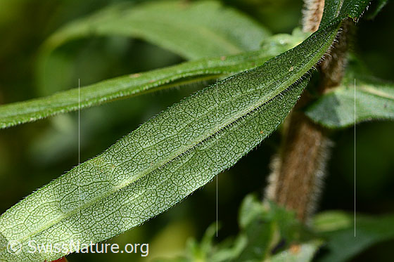 Photo: Aster novae-angliae. Leaf underside.