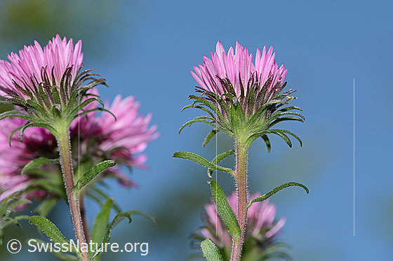 Photo: Aster novae-angliae. Blossoms and bracts.