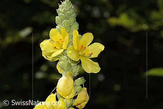 Grossblütige Königskerze (Verbascum densiflorum)