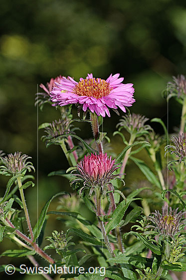 Photo: Aster novae-angliae. Whole plant (habiti). Height: 125cm.