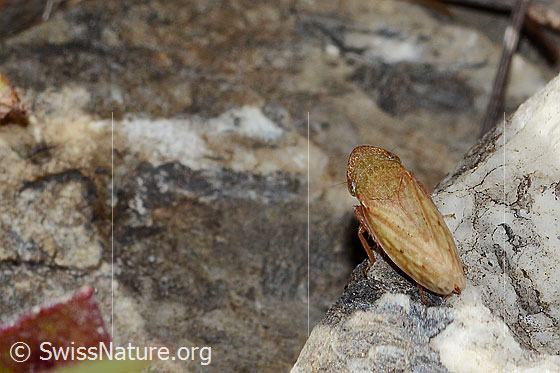 Foto: Wahrscheinlich Sumpferdzikade (Stroggylocephalus agrestis). Länge 8mm. Ansicht von oben.