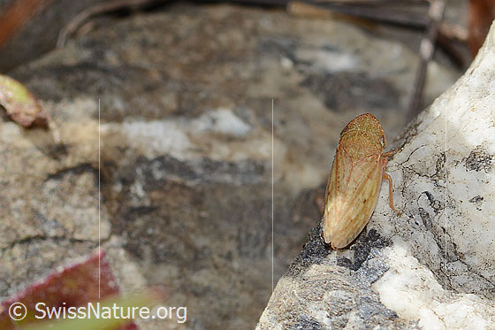 Foto: Wahrscheinlich Sumpferdzikade (Stroggylocephalus agrestis). Länge 8mm. Ansicht von oben.