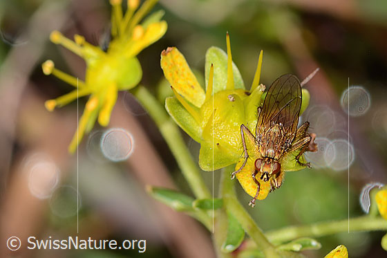 Foto: Gelbe Dungfliege (Scathophaga stercoraria) auf Bewimpertem Steinbrech (Saxifraga aizoides). Länge 10mm. Männchen. Ansicht von vorne oben.