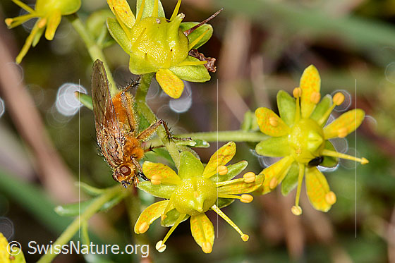 Foto: Gelbe Dungfliege (Scathophaga stercoraria) auf Bewimpertem Steinbrech (Saxifraga aizoides). Länge 10mm. Männchen. Ansicht von seitlich oben.