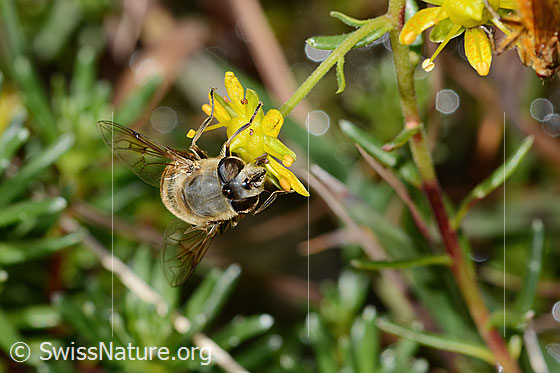 Foto: Mistbiene (Eristalis tenax) auf Bewimpertem Steinbrech (Saxifraga aizoides). Länge 14mm. Weibchen. Ansicht von vorne oben.