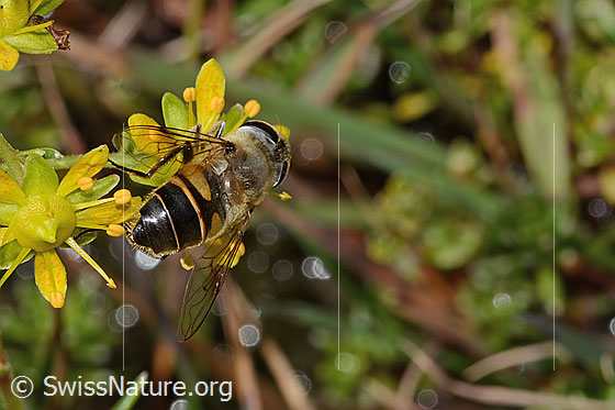 Foto: Mistbiene (Eristalis tenax) auf Bewimpertem Steinbrech (Saxifraga aizoides). Länge 14mm. Weibchen. Ansicht von hinten oben.