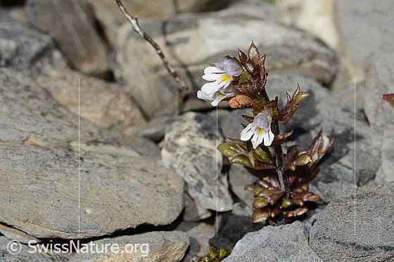Foto: Zwerg-Augentrost (Euphrasia minima). Ganze Pflanze (habitus). Höhe: 2cm.