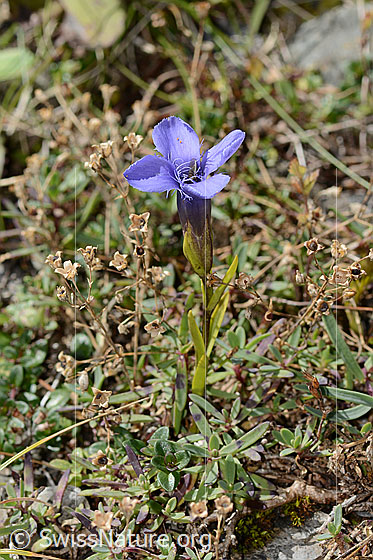 Foto: Gefranster Enzian (Gentiana ciliata). Ganze Pflanze (Habitus). Ansicht von schräg oben.