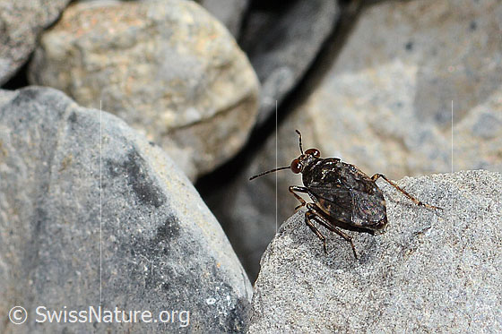 Photo: Saldula saltatoria. Length 4mm. View from behind top.
