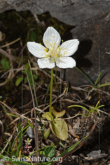 Foto: Sumpf-Herzblatt (Parnassia palustris). Ganze Pflanze (Habitus).