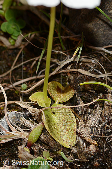 Photo: Parnassia palustris. Leaves and stem.