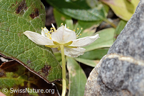 Photo: Parnassia palustris. Blossom and stem. View from the side.