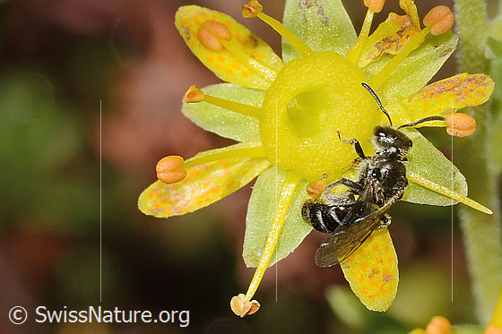 Weissbeinige Schmalbiene (Lasioglossum albipes) auf Bewimpertem Steinbrech (Saxifraga aizoides)