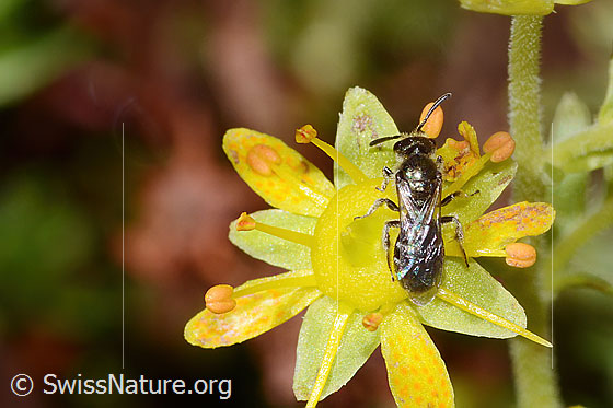Foto: Weissbeinige Schmalbiene (Lasioglossum albipes) auf Bewimpertem Steinbrech (Saxifraga aizoides). Länge 8mm. Weibchen. Ansicht von oben.