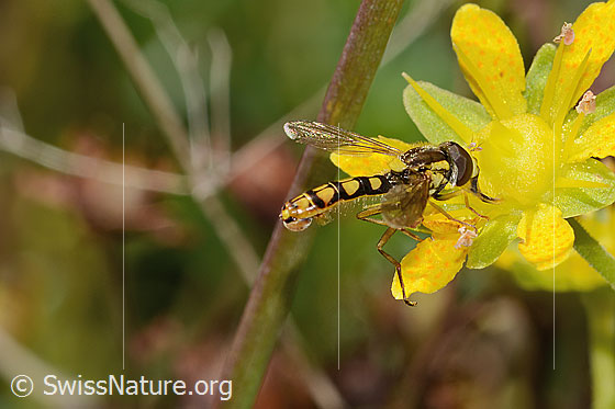 Foto: Sphaerophoria interrupta (Schwebfliege) auf Bewimpertem Steinbrech (Saxifraga aizoides). Länge 9mm. Männchen. Ansicht von seitlich oben.