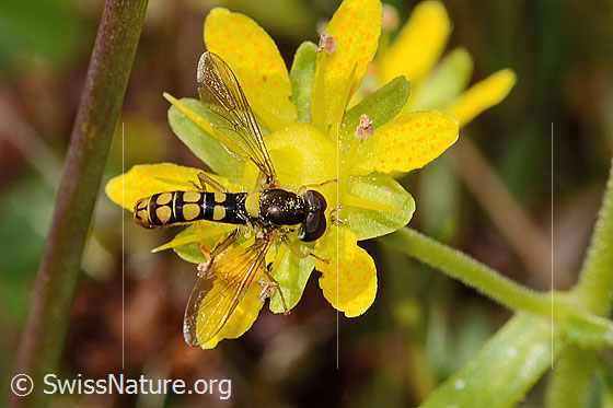 Foto: Sphaerophoria interrupta (Schwebfliege) auf Bewimpertem Steinbrech (Saxifraga aizoides). Länge 9mm. Männchen. Ansicht von oben.