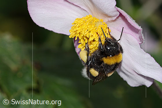 Photo: Bombus terrestris on Helleborus orientalis. Length 15mm. View from side front.