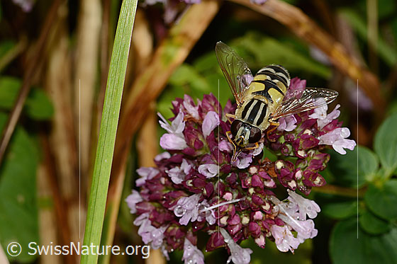 Photo: Helophilus trivittatus on Origanum vulgare. Length 16mm. Female. View from above.